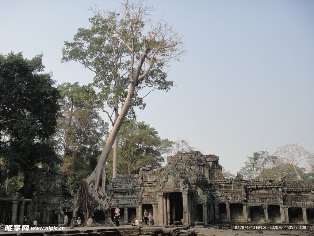 古老寺庙与参天大树景观
