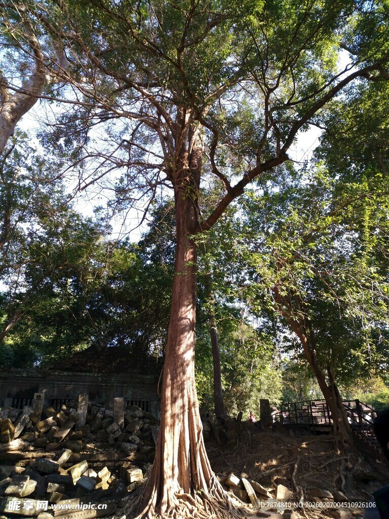 古老大树扎根于石间