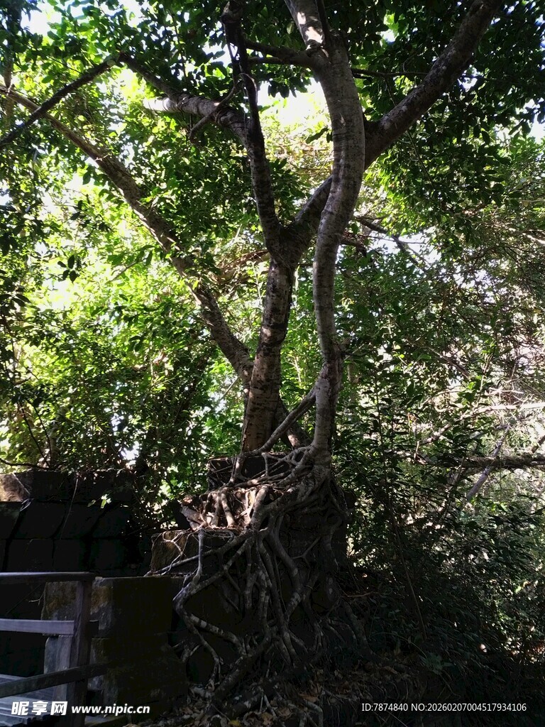 繁茂大树展现自然生命力