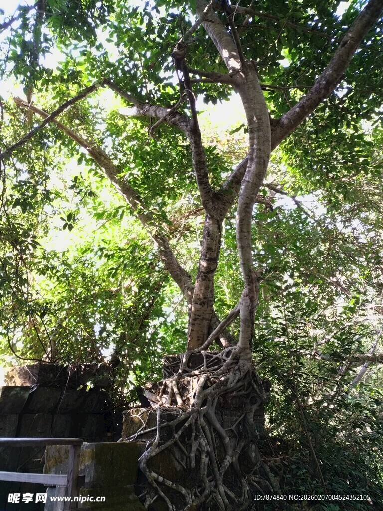 古老大树的盘根错节景象