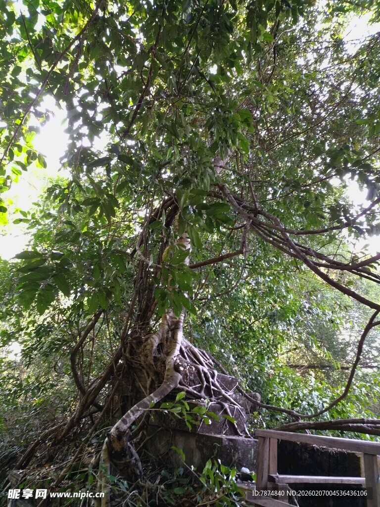 柬埔寨繁茂大树下的老旧建筑