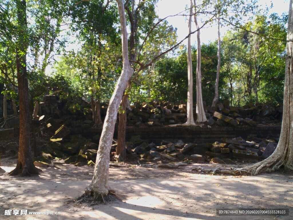 柬埔寨丛林中的奇特树木景观