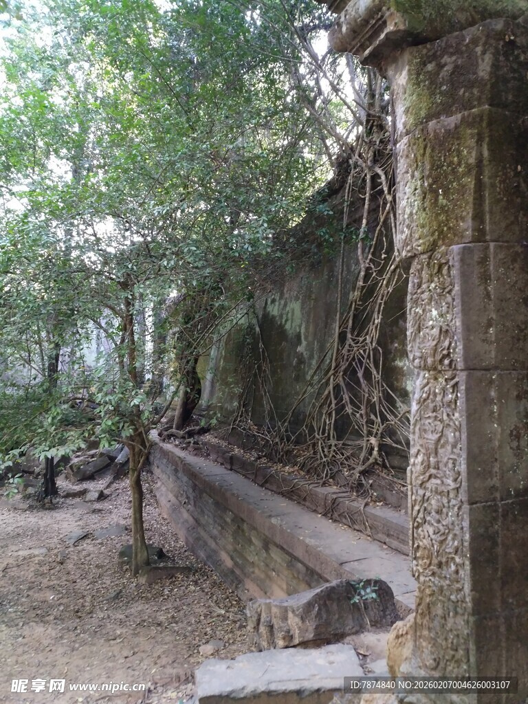 柬埔寨古老石墙被绿植缠绕