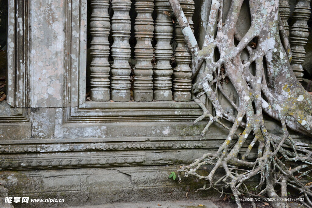 柬埔寨古墙缠绕的繁茂树根
