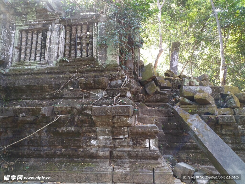 柬埔寨古老废墟中的自然共生景象