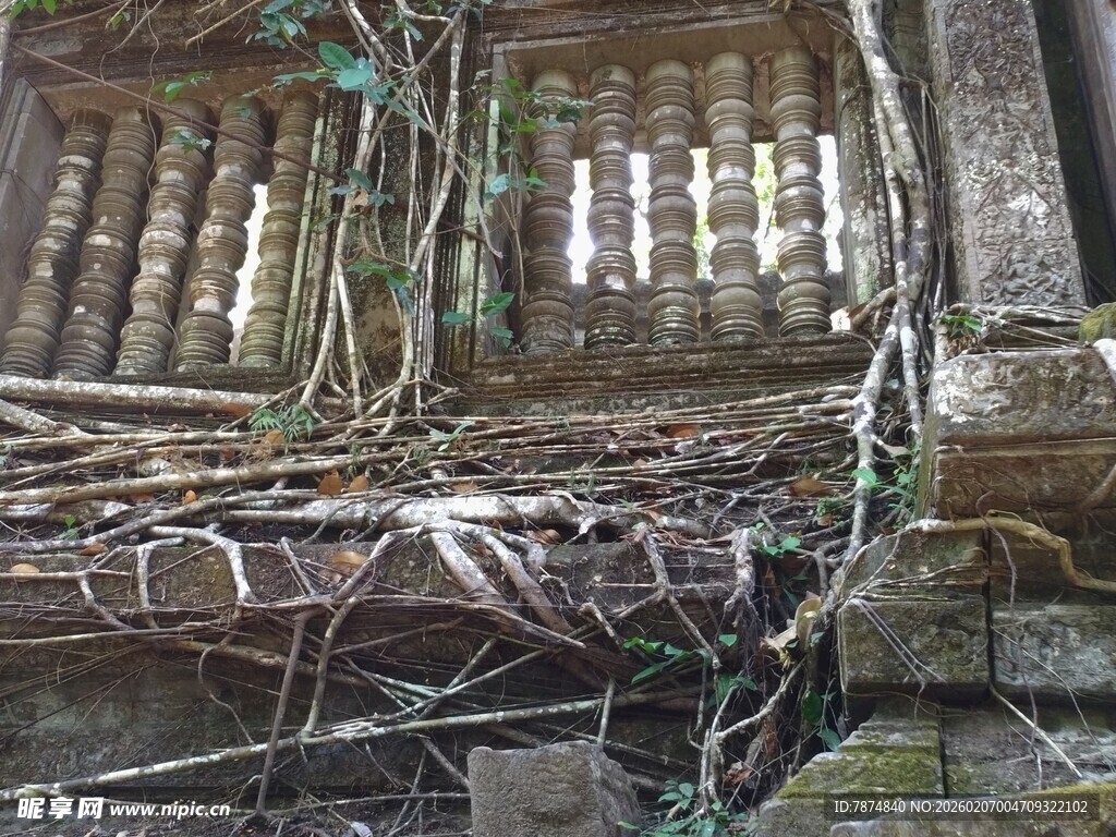 柬埔寨古墙缠绕的繁茂藤蔓