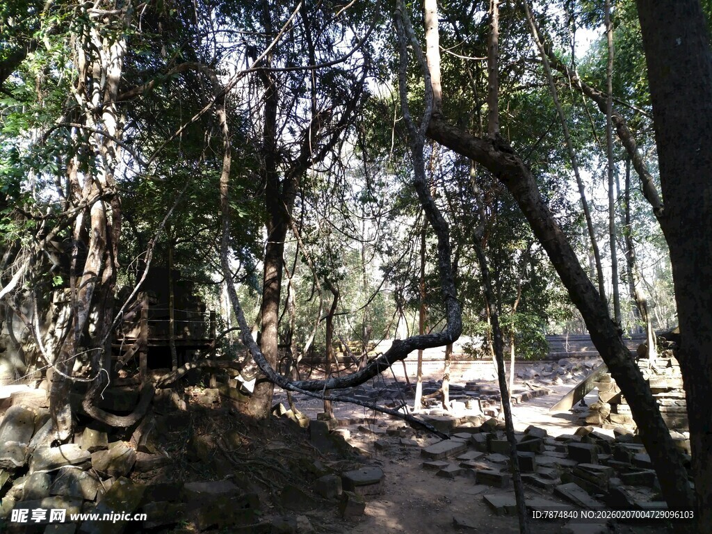 柬埔寨林间小道 自然静谧之景