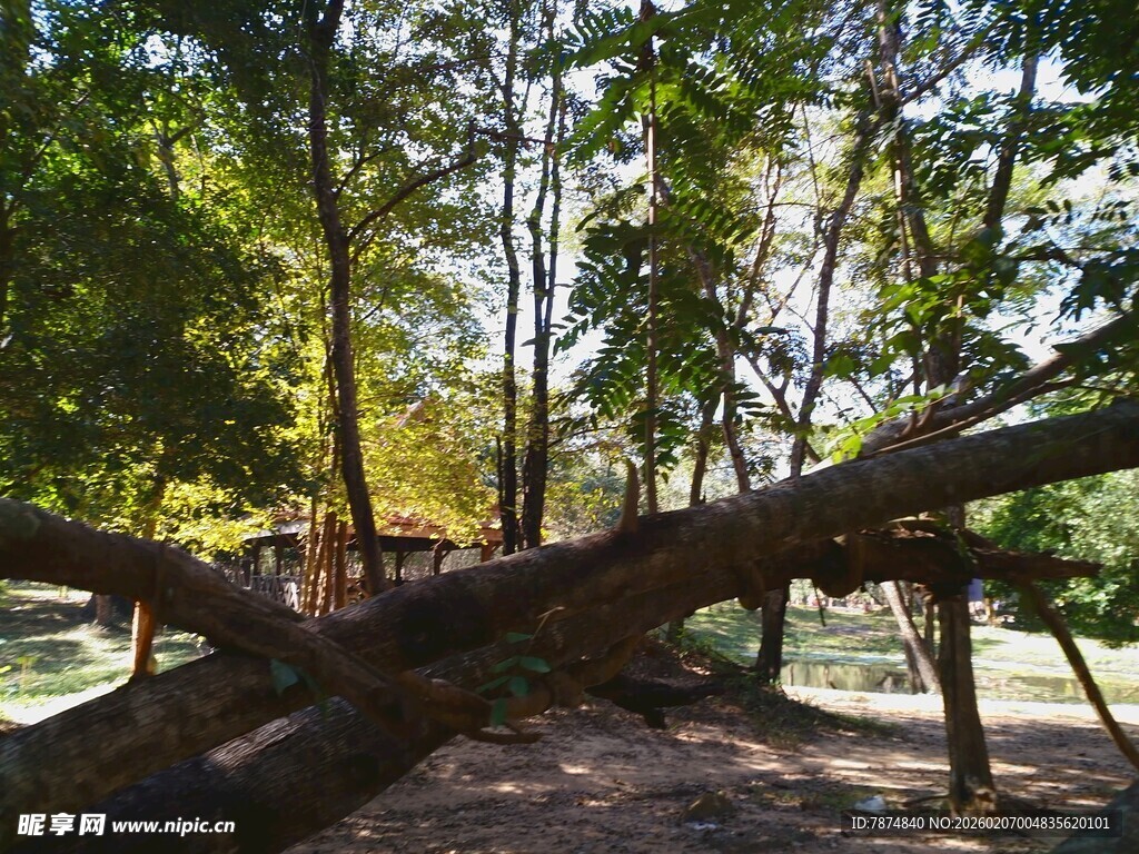 柬埔寨森林中横卧的粗壮大树