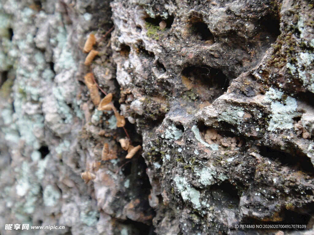 柬埔寨树干上忙碌的蚂蚁