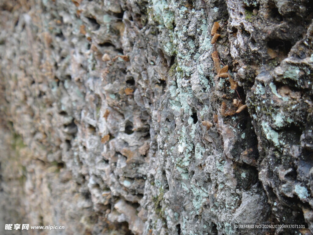 柬埔寨岩石上的昆虫特写
