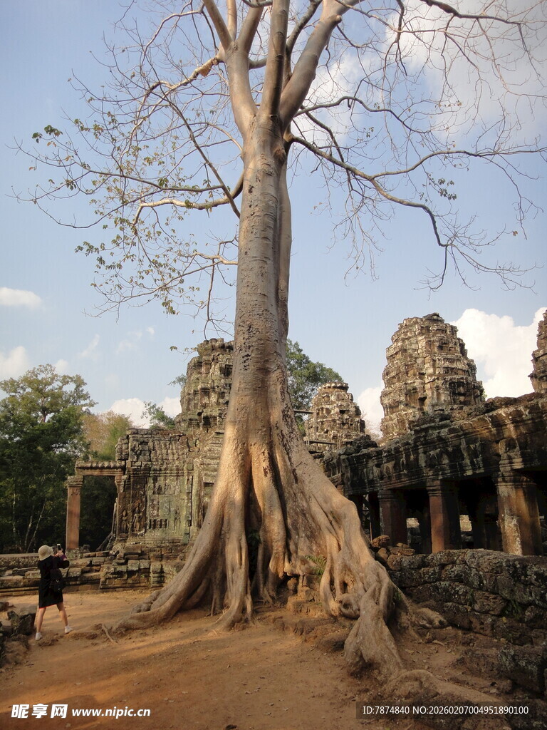 柬埔寨吴哥窟旁盘根错节的古树