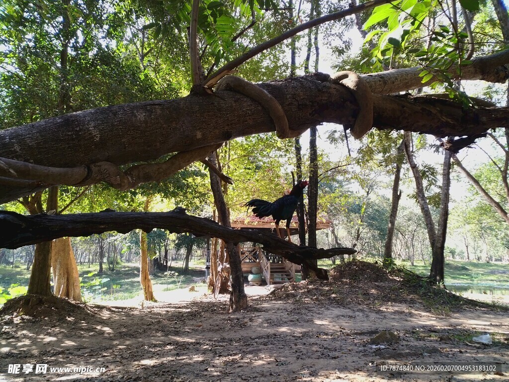 柬埔寨繁茂大树下的开阔林间地