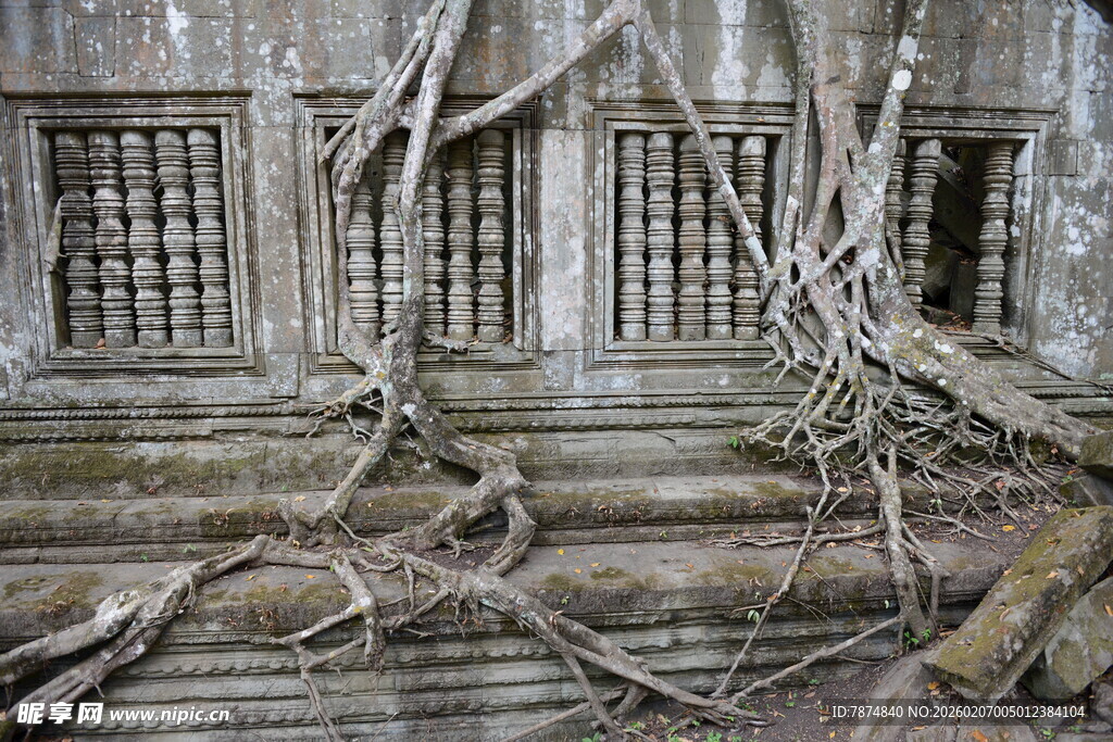 柬埔寨古墙缠绕的繁茂树根