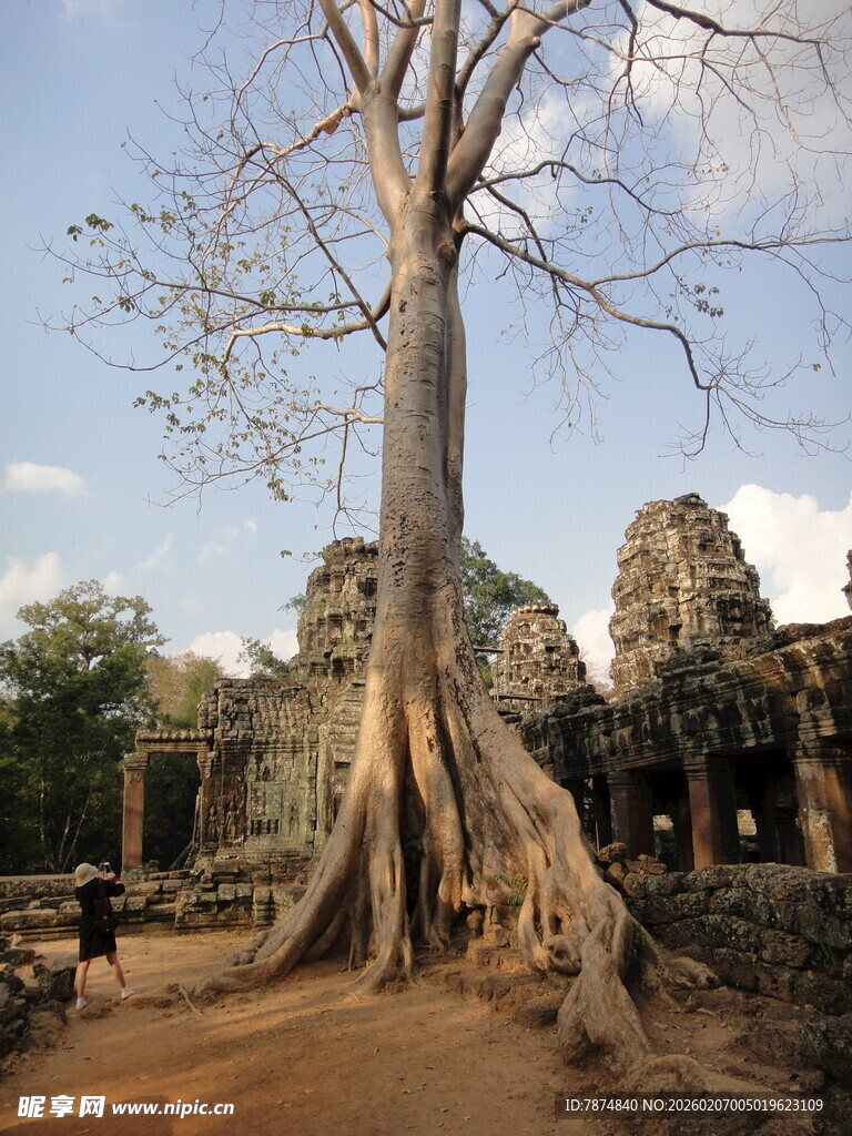 柬埔寨古老寺庙旁的参天大树