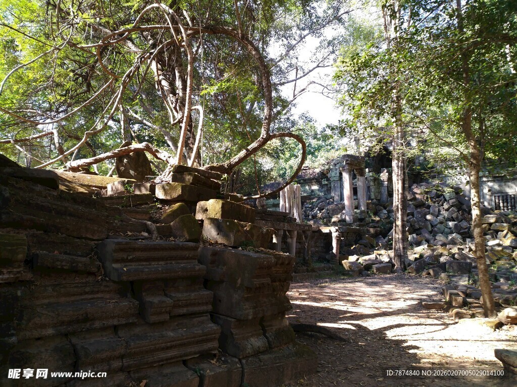 柬埔寨古老寺庙被树木缠绕景象