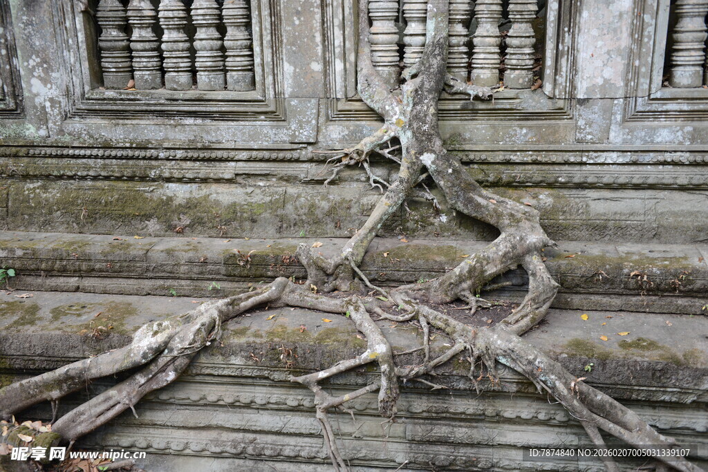 柬埔寨树根缠绕古老石建筑