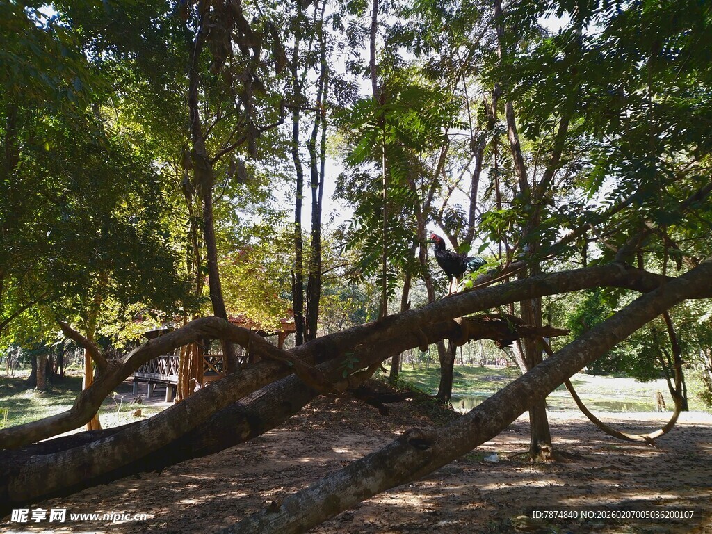 柬埔寨倒下的树木 林间独特景象