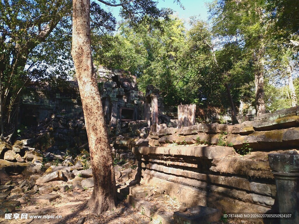 柬埔寨古老遗址中的斑驳树木