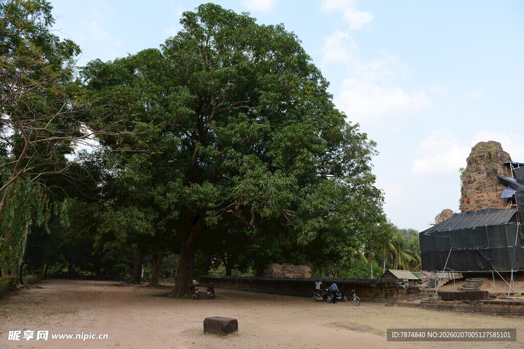 柬埔寨古老寺庙旁的繁茂大树