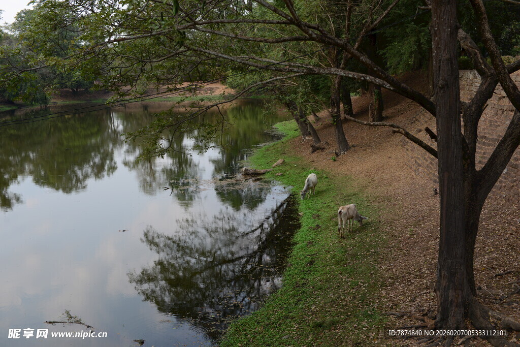 柬埔寨宁静河畔树林自然美景