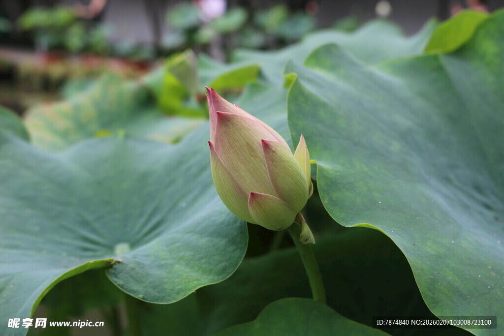 含苞待放的荷花