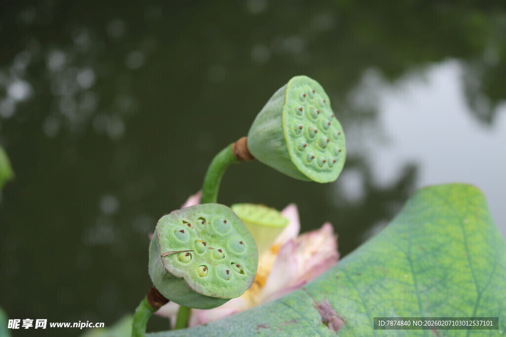 含苞待放的莲蓬