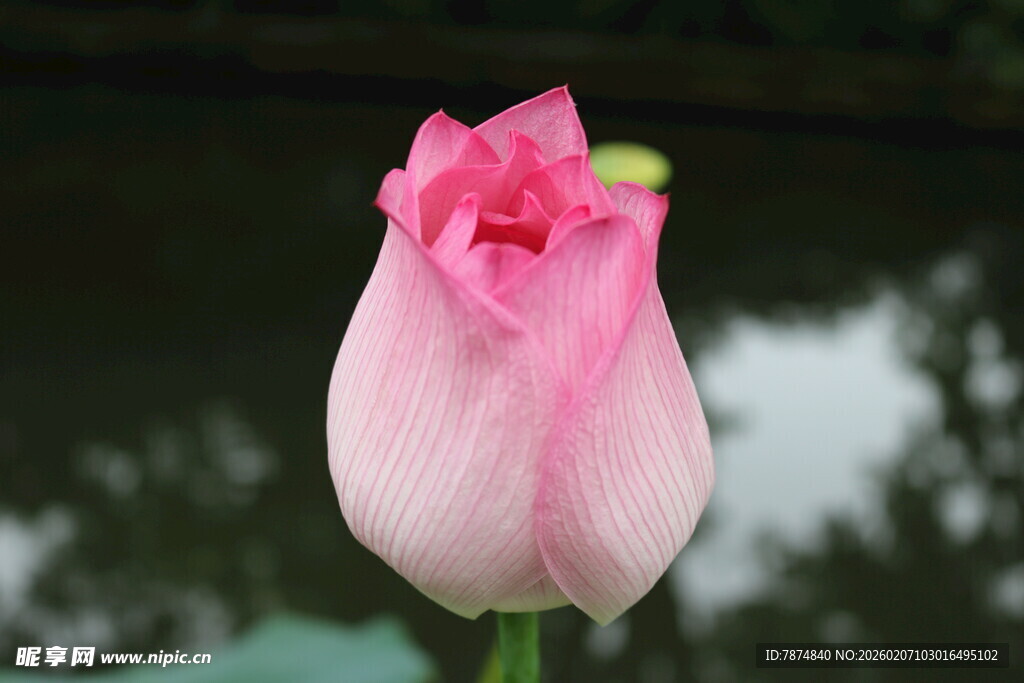 娇艳粉色郁金香