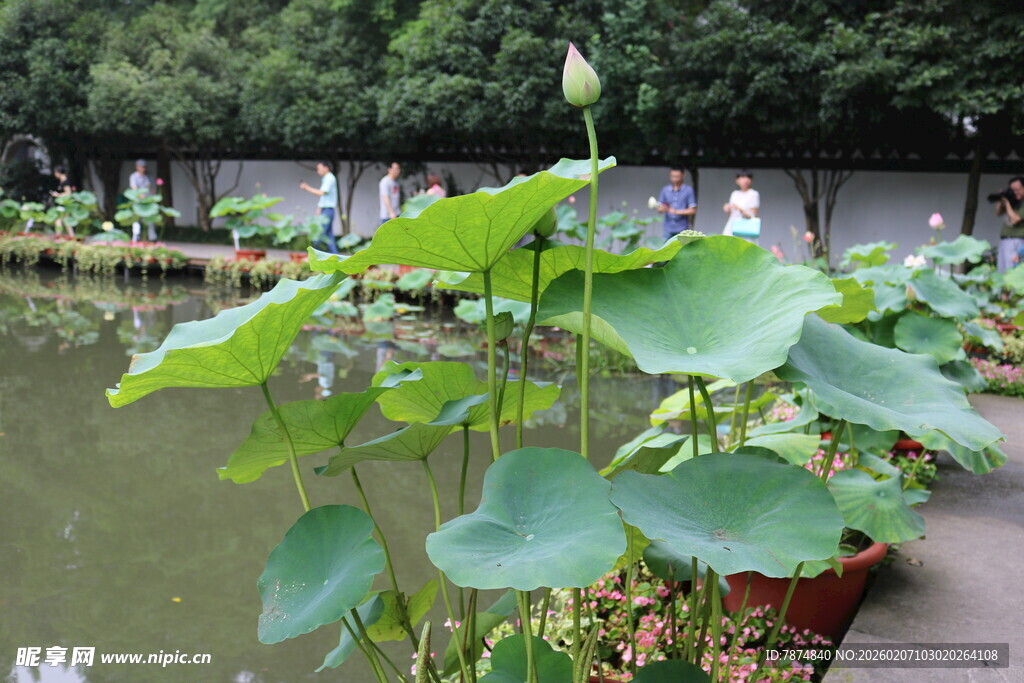 池塘中的翠绿荷叶