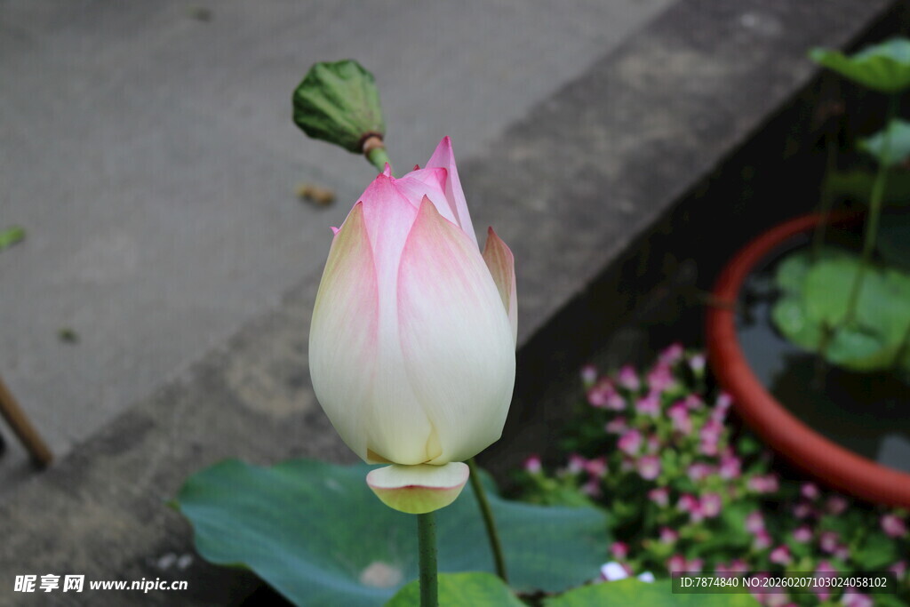 含苞待放的粉嫩荷花