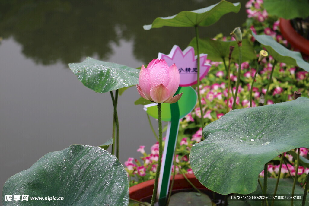 池塘边绽放的娇艳荷花