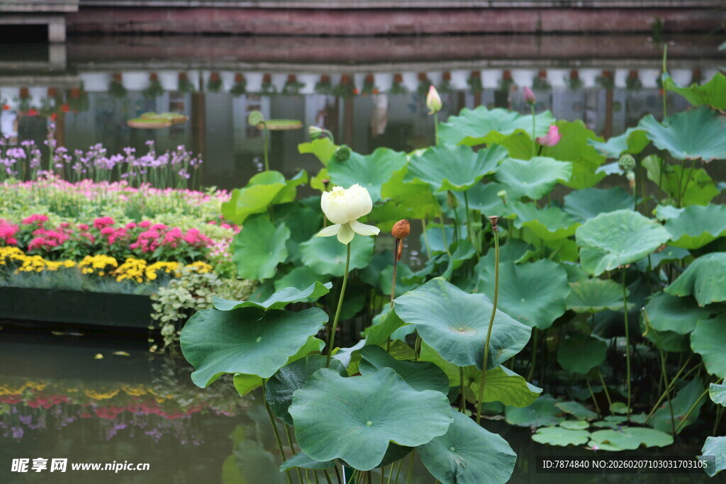 荷塘边的多彩花卉与绿叶