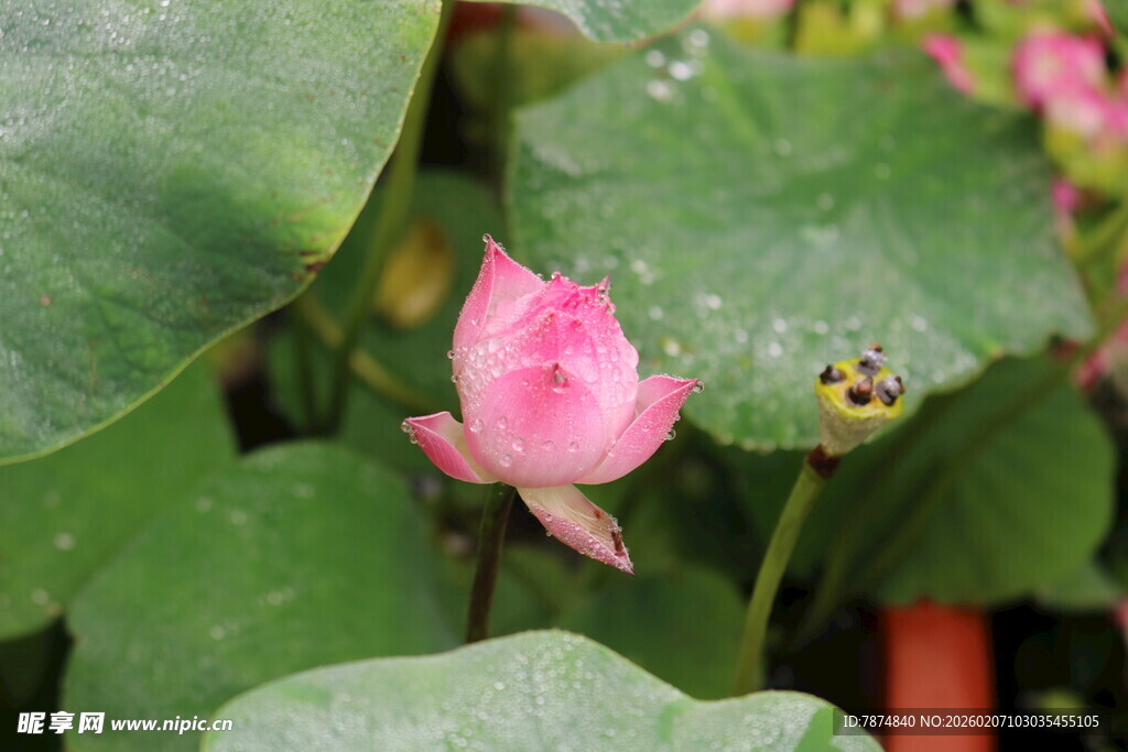 娇艳荷花与绿叶相伴