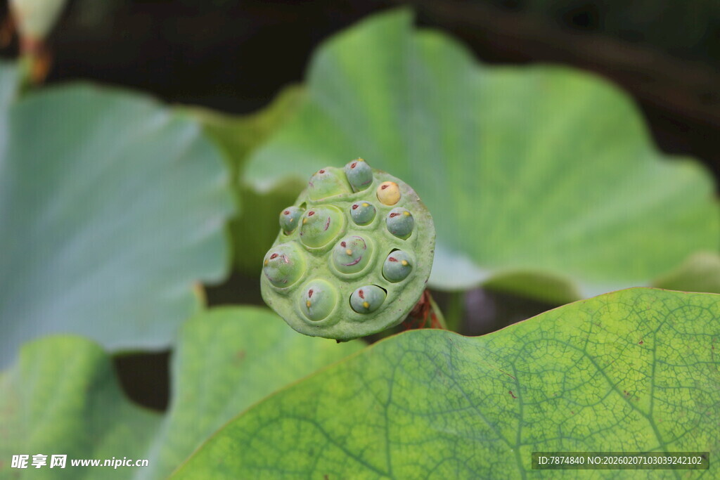 含苞待放的莲蓬