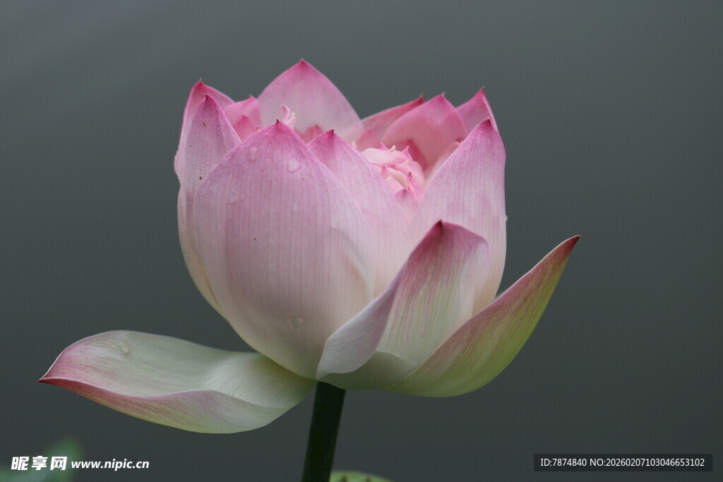 娇艳盛开的粉色荷花