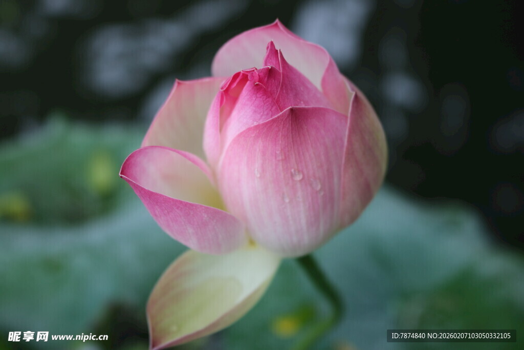 娇艳绽放的粉色荷花