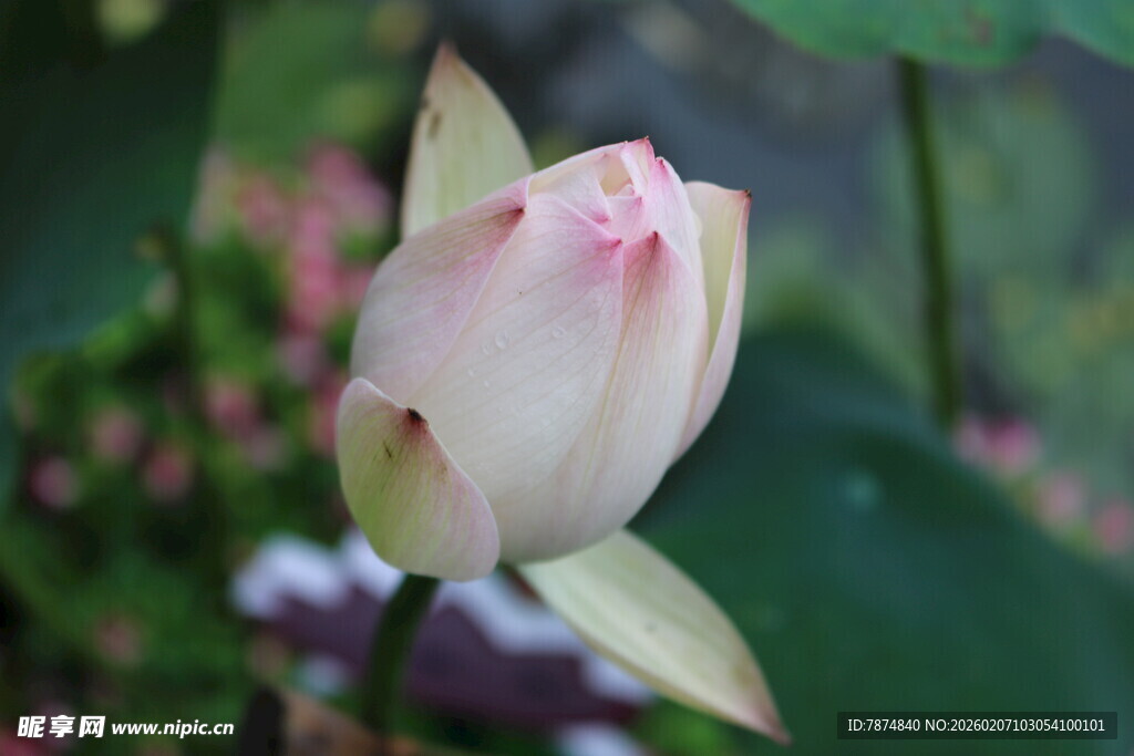 含苞待放的粉嫩荷花