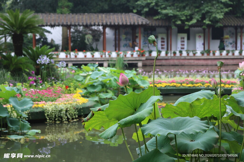 中式园林荷塘美景