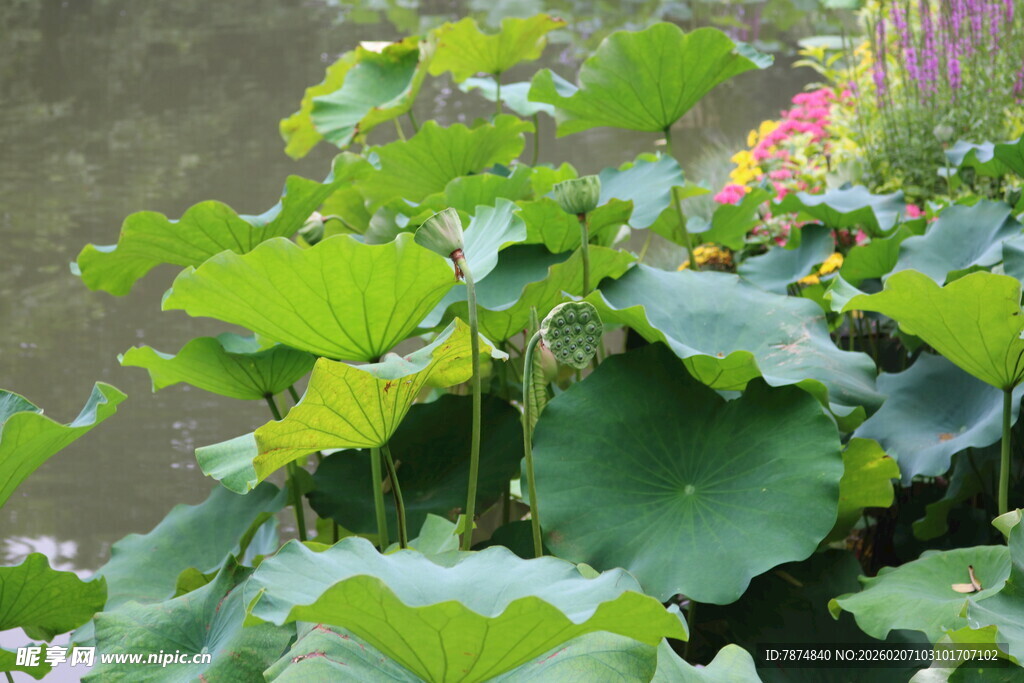 夏日荷塘中的翠绿荷叶