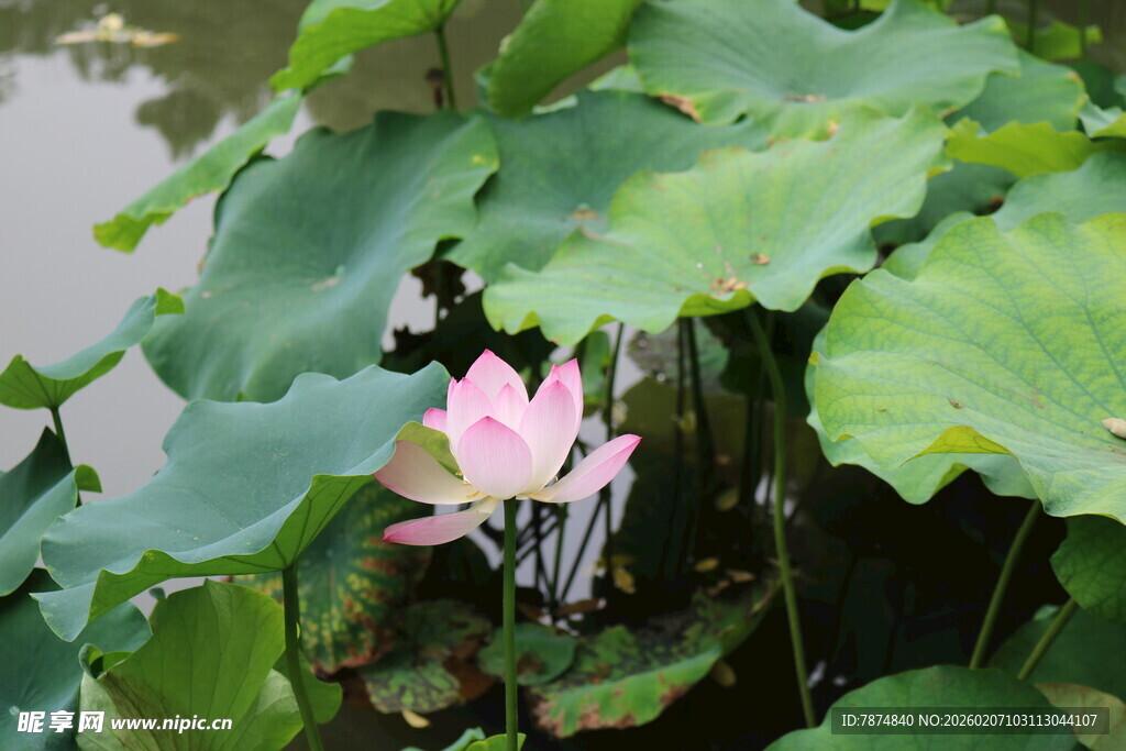 绽放的粉色荷花与荷叶