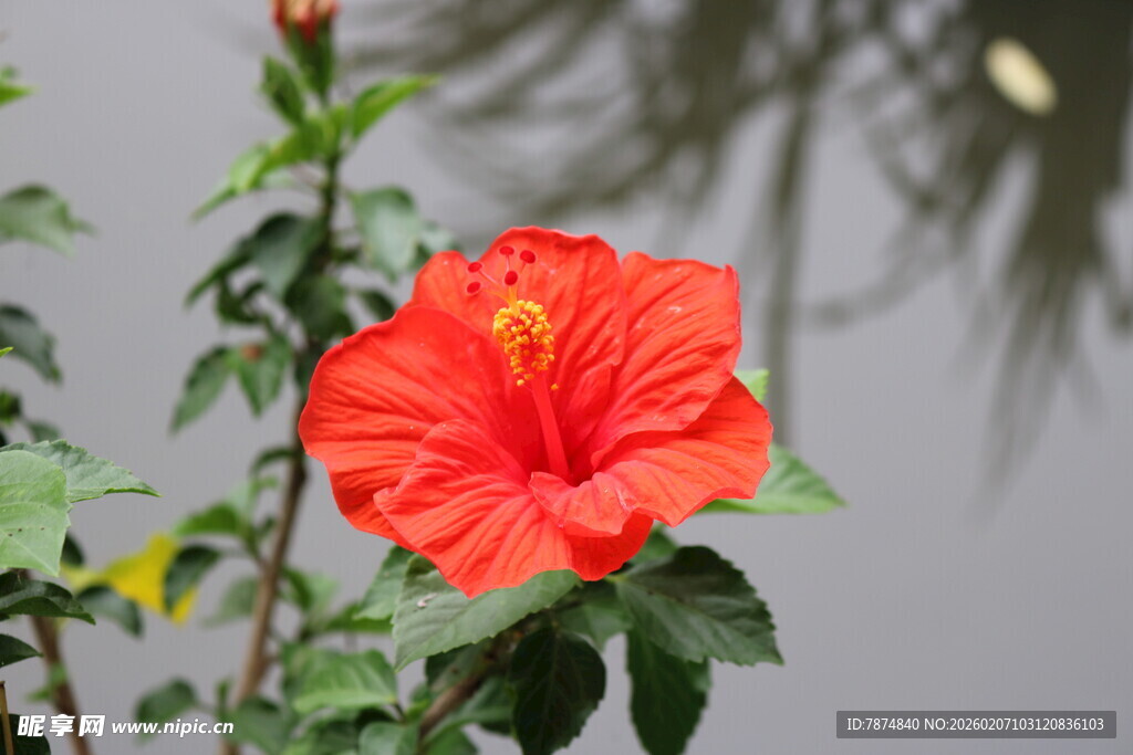 娇艳朱槿花绽放