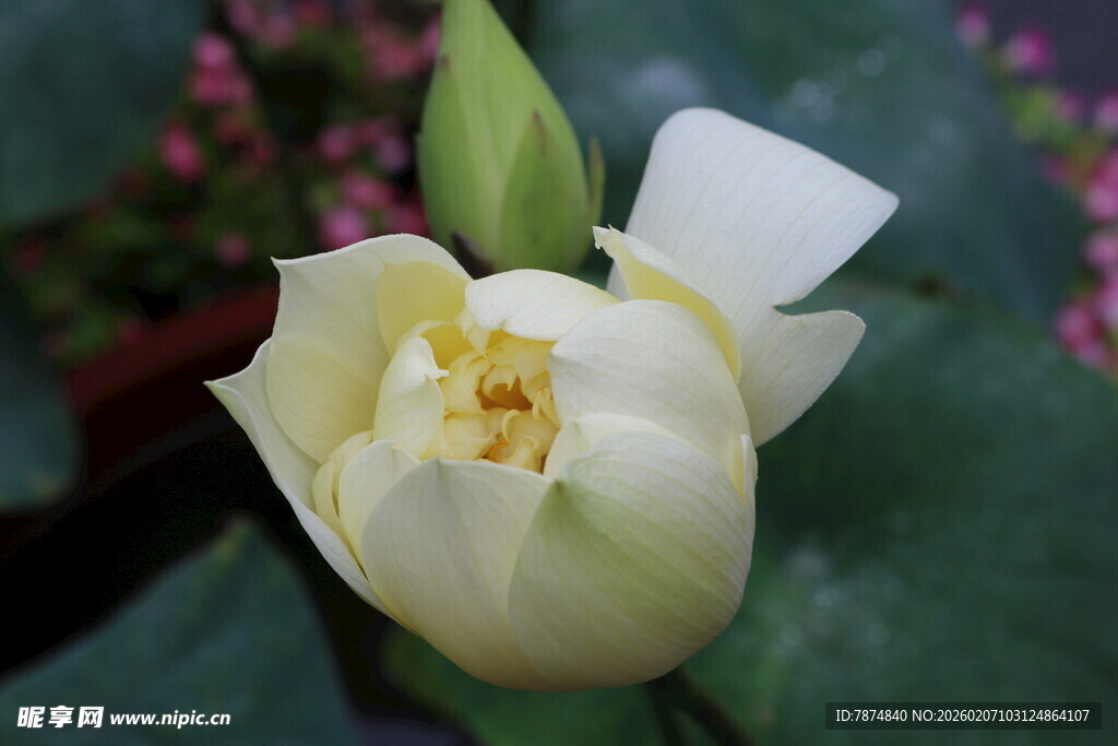 洁白绽放的优雅荷花