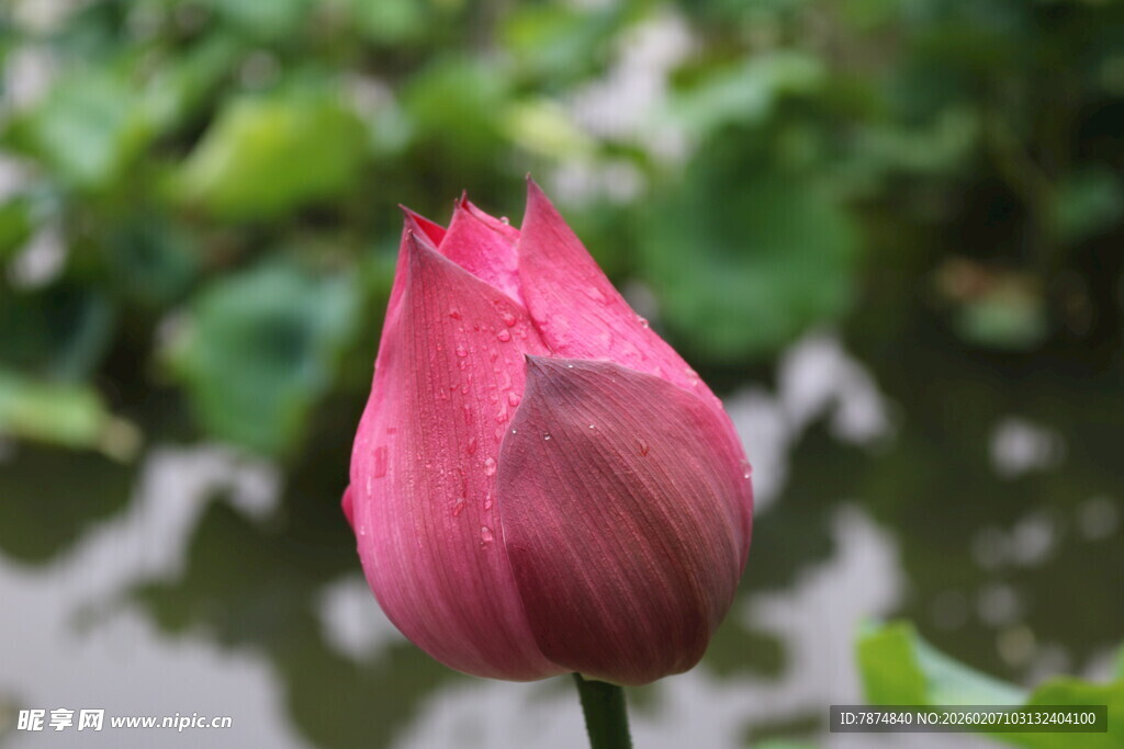娇艳欲滴的粉色荷花