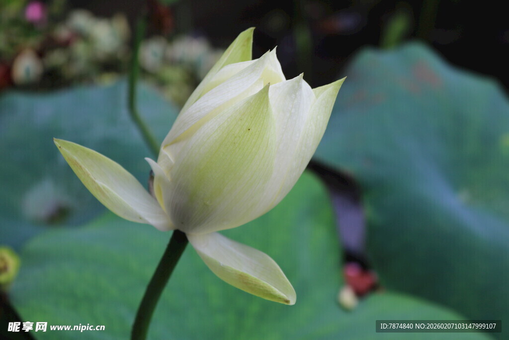 洁白绽放的优雅荷花