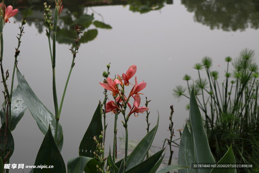 湖畔美人蕉与绿植景致