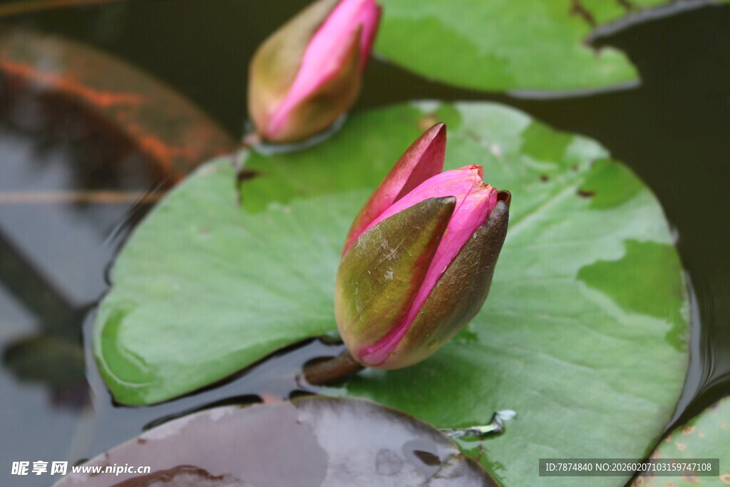 含苞睡莲浮于绿水之上