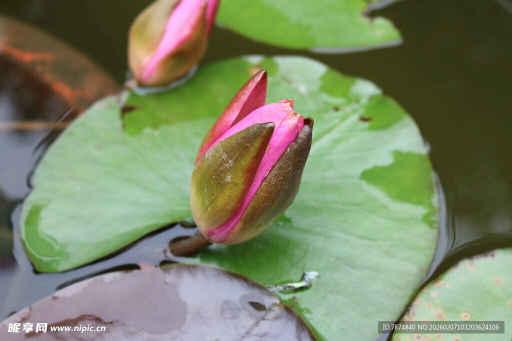 水中含苞待放的娇艳荷花
