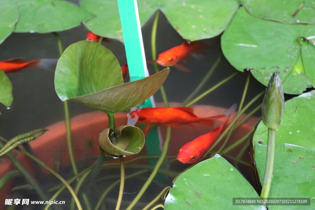 金鱼嬉戏于睡莲间