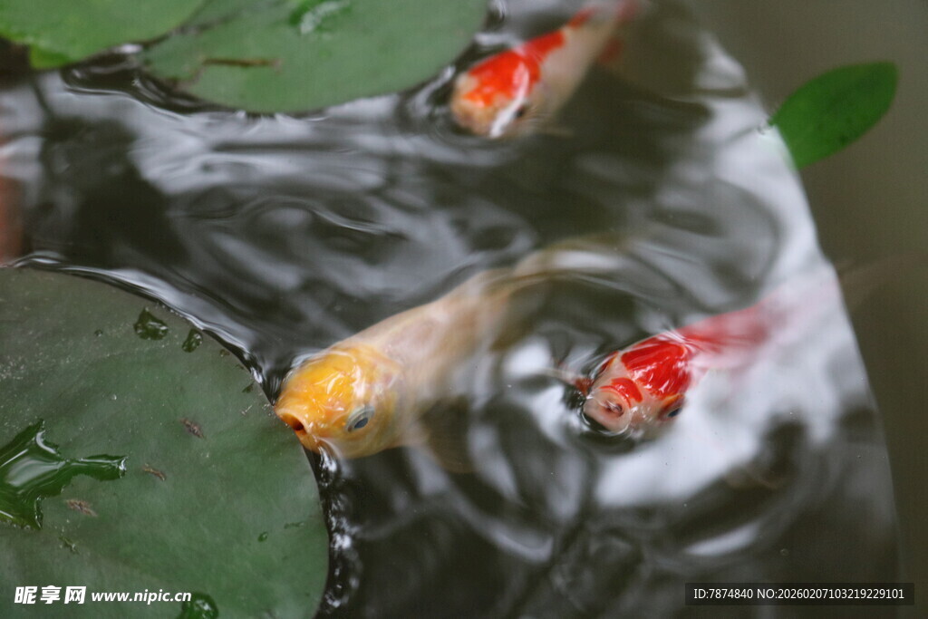 池塘锦鲤嬉戏泛起涟漪
