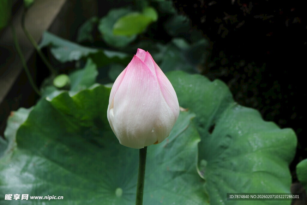 含苞待放的粉嫩荷花