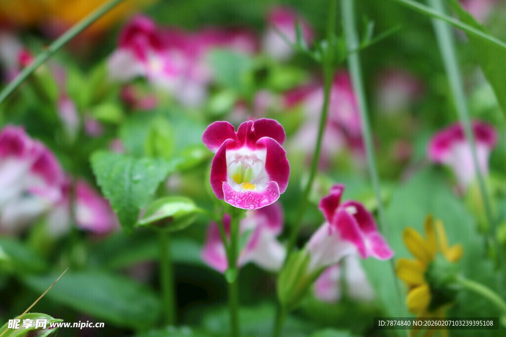 娇艳野花绽放于草丛间